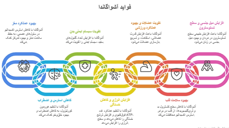 آشواگاندا یا جنسینگ هندی | خواص شگفتانگیز، نحوه مصرف و عوارض گیلاس زمستانی