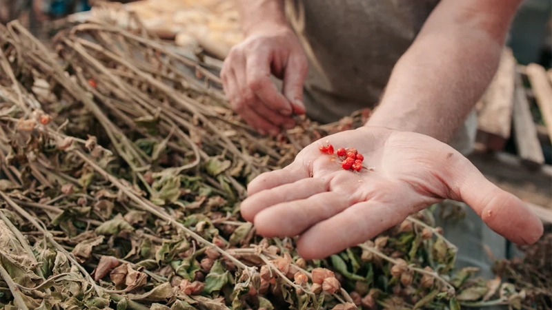 آشواگاندا یا جنسینگ هندی | خواص شگفتانگیز، نحوه مصرف و عوارض گیلاس زمستانی