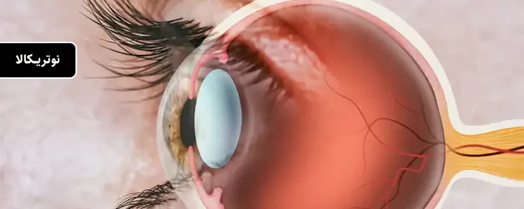 مکمل ویتامینهای چشم AREDS از برند PreserVision