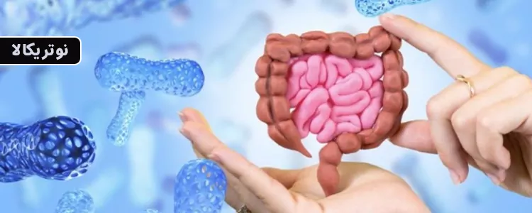 پودر پپتید کلاژن تغذیه شده با علف از برند Garden of Life